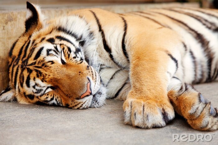Canvas Slapende tijger buiten