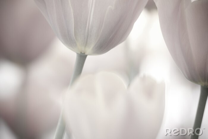 Canvas Sluit omhoog van witte tulpen