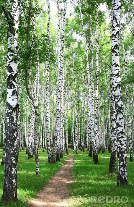 Canvas Smal pad door een berkenbos