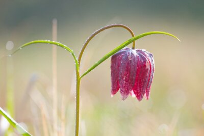 Canvas Snake's Head parelmoervlinder (Fritillaria meleagris