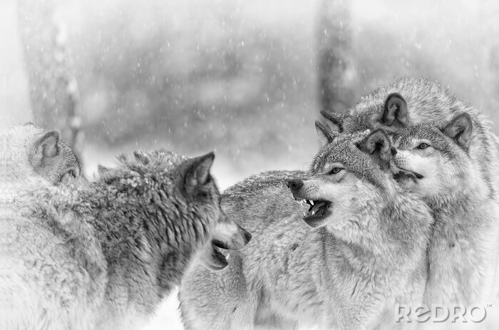 Canvas Sneeuwwolven in de winter