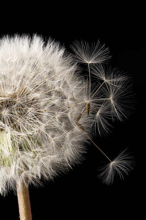 Canvas Soffione fondo nero