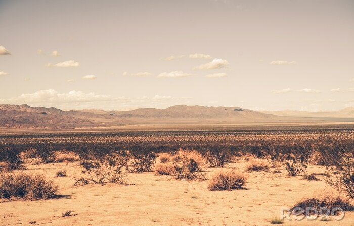 Canvas Southern California Desert