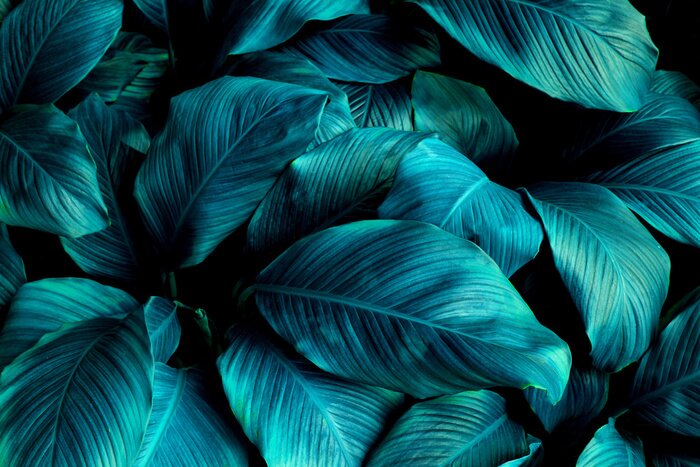 Canvas Spathiphyllum cannifolium