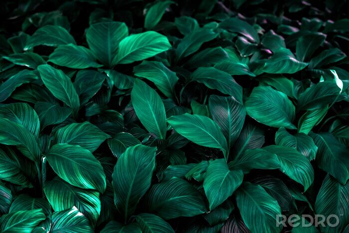 Canvas Spathiphyllum cannifolium leaf concept, dark green abstract texture, natural background, tropical leaves in Asia and Thailand