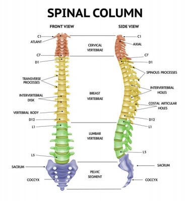 Canvas Spine Anatomy Realistic Chart 