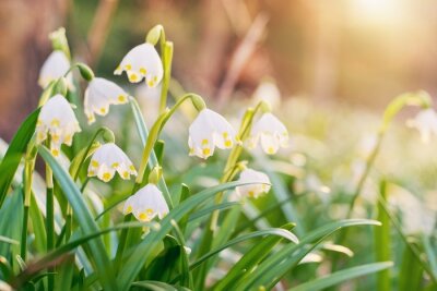 Canvas Spring flowers in the shining sunlight , Leucojum vernum, called spring snowflake