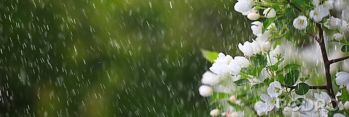 Canvas spring flowers rain drops, abstract blurred background flowers fresh rain