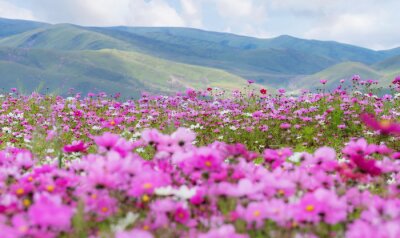 Canvas Spring landscape. Field of pink flowers with green hill in spring