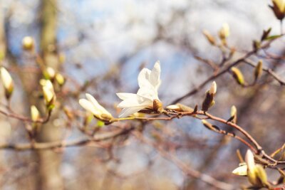 Canvas Spring Magnolia Blossom