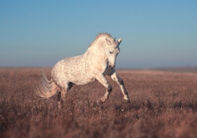 Springend paard op een weide
