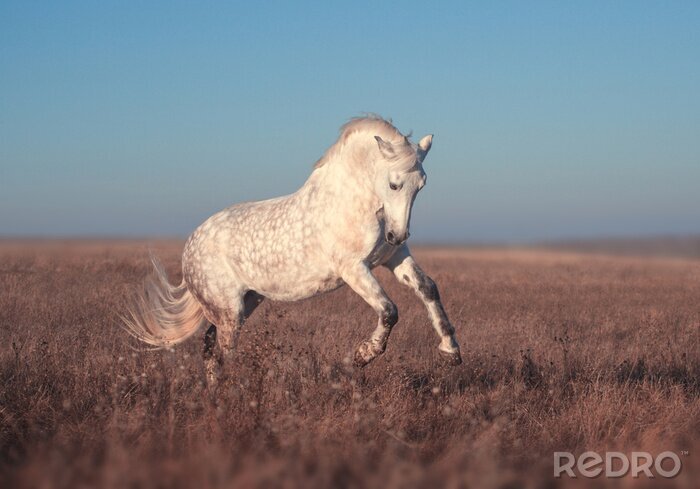 Canvas Springend paard op een weide