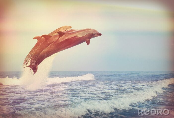 Canvas springende dolfijnen, instagram
