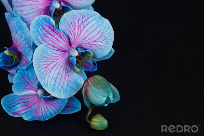 Canvas Stelletje paarse orchideeën