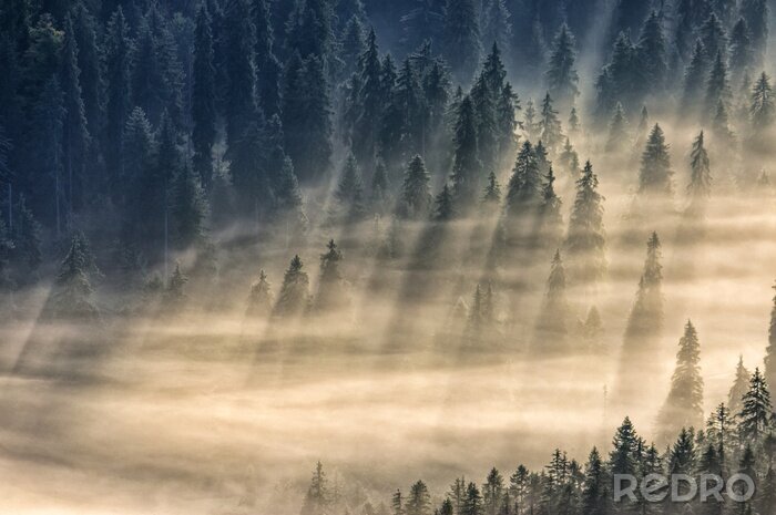 Canvas Stralen van licht over het bos