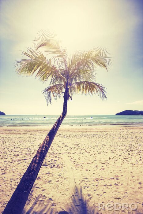 Canvas Strand palmboom en de zee