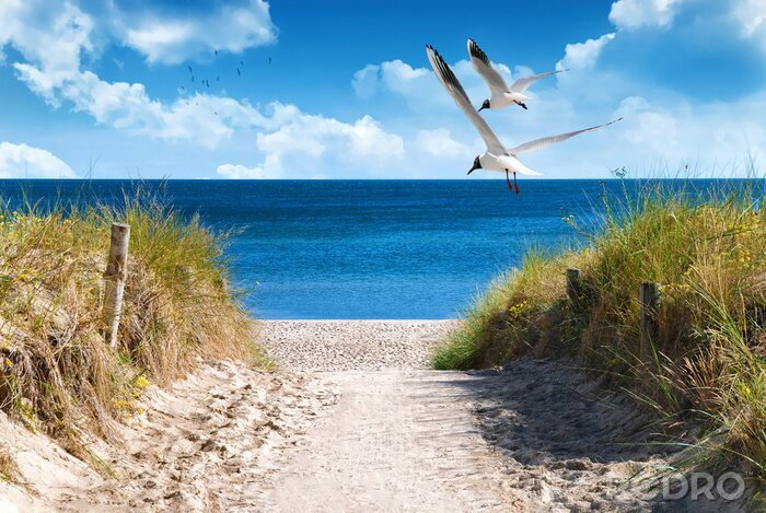 Canvas Strandopgang en blauwe zee