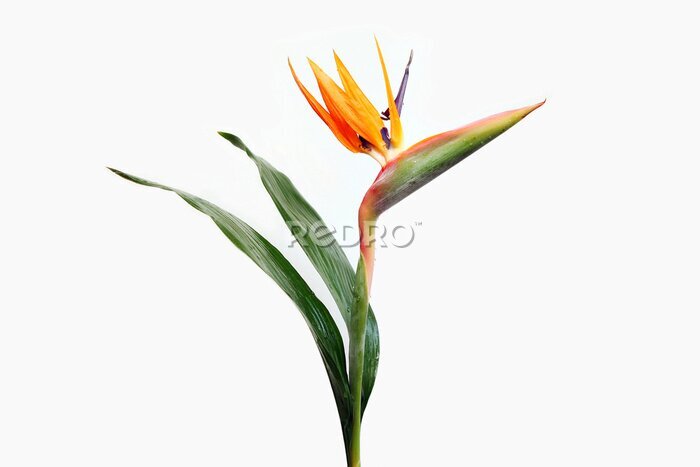 Canvas Strelitzia-bloem met groene bladeren