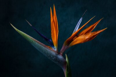 Canvas Strelitzia in bloei, close-up foto