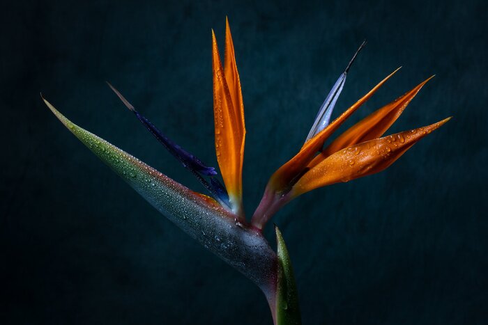 Canvas Strelitzia in bloei, close-up foto