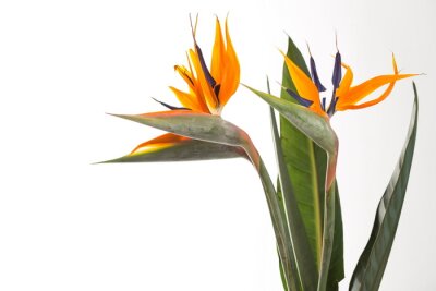Canvas Strelitzia paradijsvogelplant exotische plant