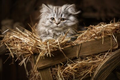 Striped fluffy kitten in an old wagon with straw