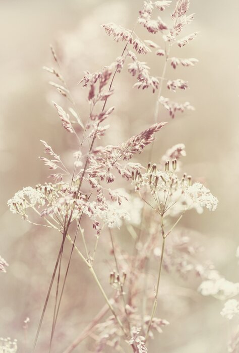 Canvas Subtiele weide en natuur