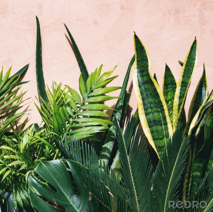 Canvas Summer tropical urban garden concept