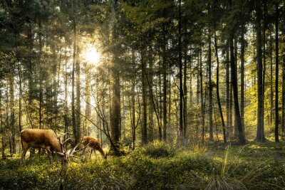 Canvas Sun is shining in forest and roe deer are grazing in beautiful forest