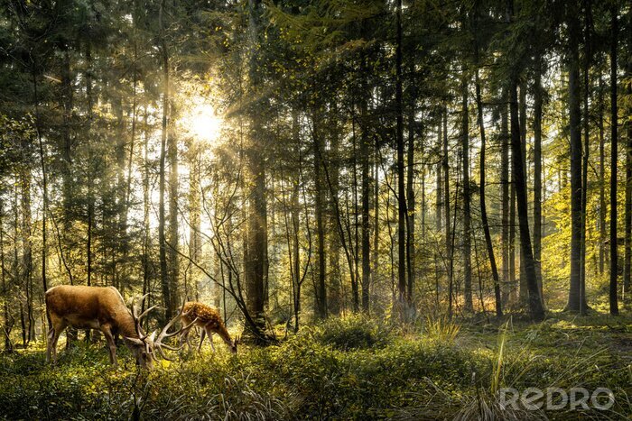 Canvas Sun is shining in forest and roe deer are grazing in beautiful forest