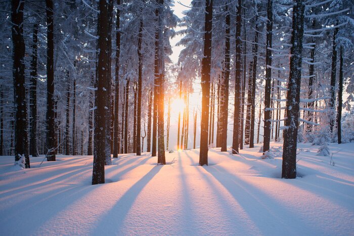 Canvas Sunset in the wood in winter period