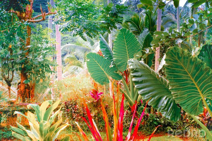 Canvas Surrealistische kleuren van fantasie tropische aard