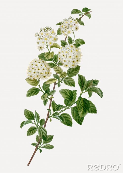 Canvas Takjes van pruimen en abrikozen naast elkaar