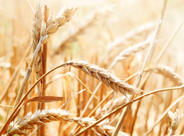 Canvas Tarwe en natuur