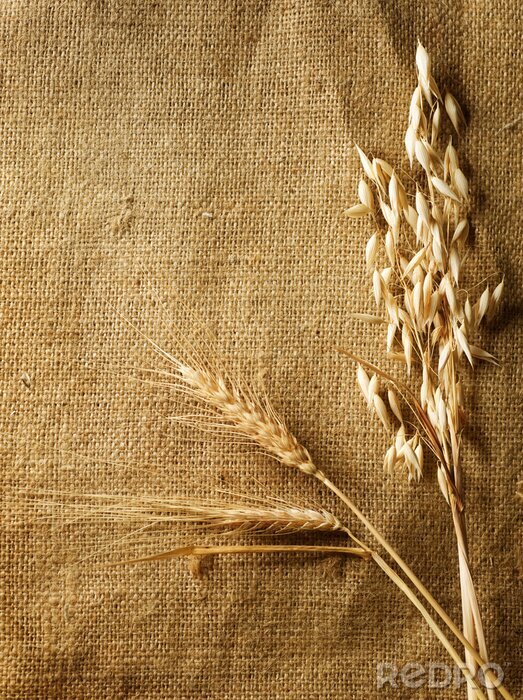 Canvas Tarwe op textuurachtergrond