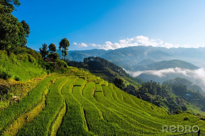 Canvas Terrasvormige rijstvelden, de provincie Yen Bai, Vietnam