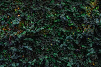 Canvas Texture and background of green leaves natural wall.