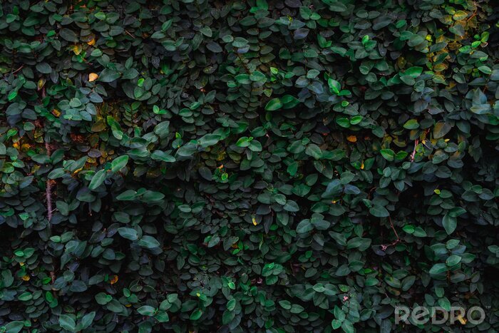 Canvas Texture and background of green leaves natural wall.