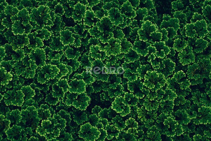 Canvas Textuur van groene bladeren
