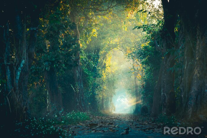 Canvas The beam of light in the path of the magic forest