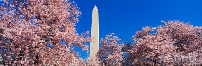 Canvas This is the Washington Monument set at the center amongst the spring cherry blossoms.