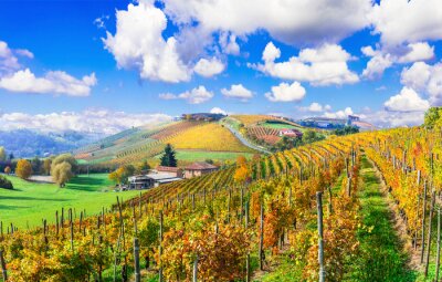 Toscaanse wijngaarden in de zon