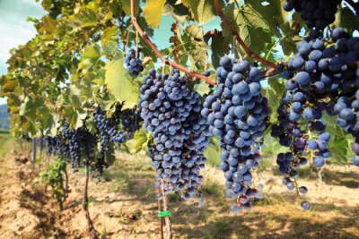 Canvas Toscane wijndruiven