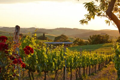 Canvas Toscane wijngaarden in de herfst