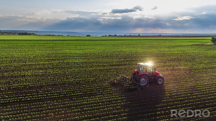 Canvas Tractor het cultiveren van het veld in de lente