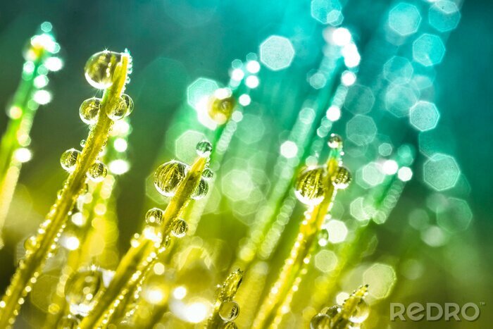 Canvas Transparent droplets of dew in grass on summer morning sparkle in sunlight in nature. Young juicy fresh grass with water drops.  Beautiful bokeh light green color close-up macro with a soft focus.