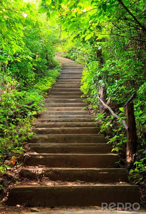 Canvas Trap naar het bos