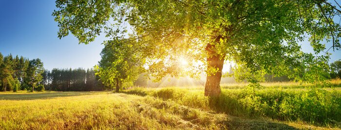 Canvas Tree foliage in beautiful morning light with sunlight in summer