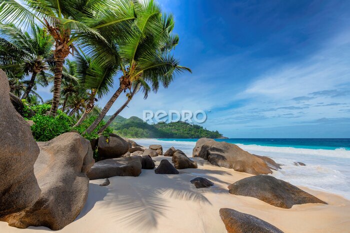 Canvas Tropical exotic beach and coconut palms 