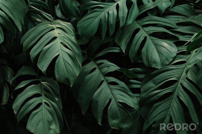 Canvas Tropical green leaves background